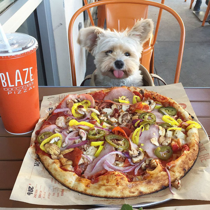 Perro rescatado comiendo pizza