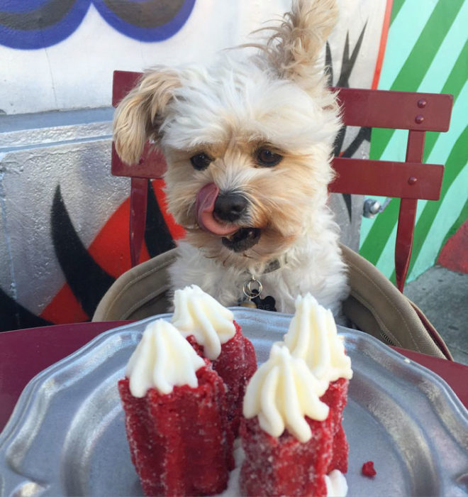 Perro rescatado comiendo postre