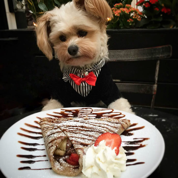 Perro rescatado comiendo crepas