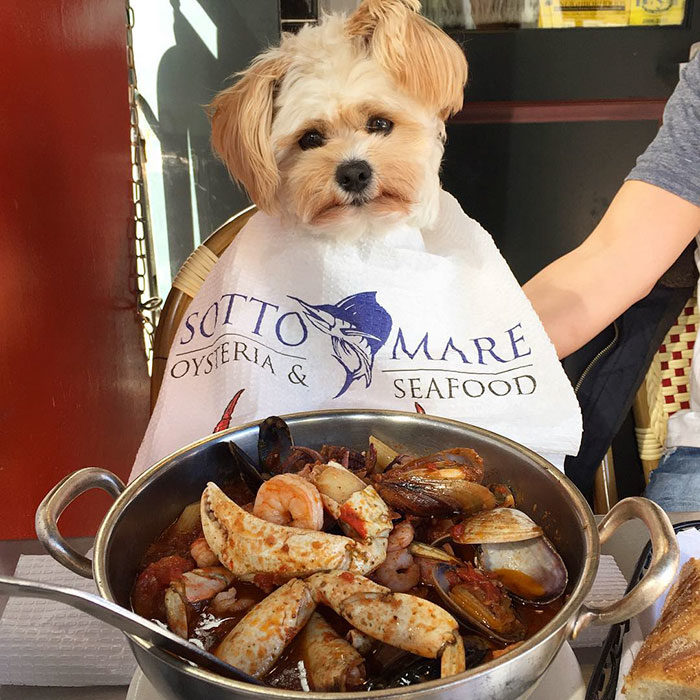 Perro rescatado comiendo mariscos