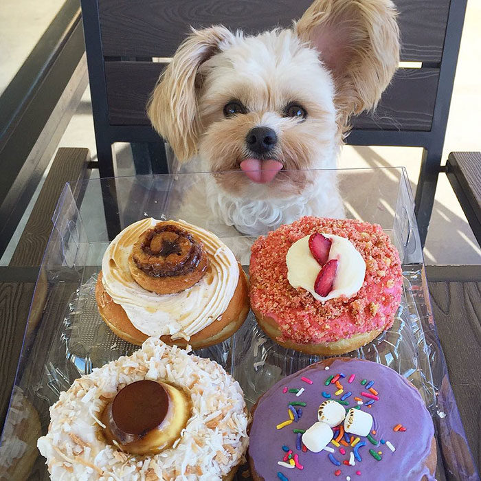 Perro rescatado comiendo donas