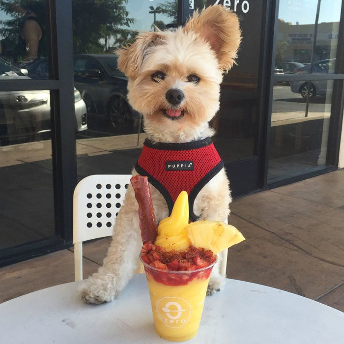 Perro rescatado comiendo smoothie