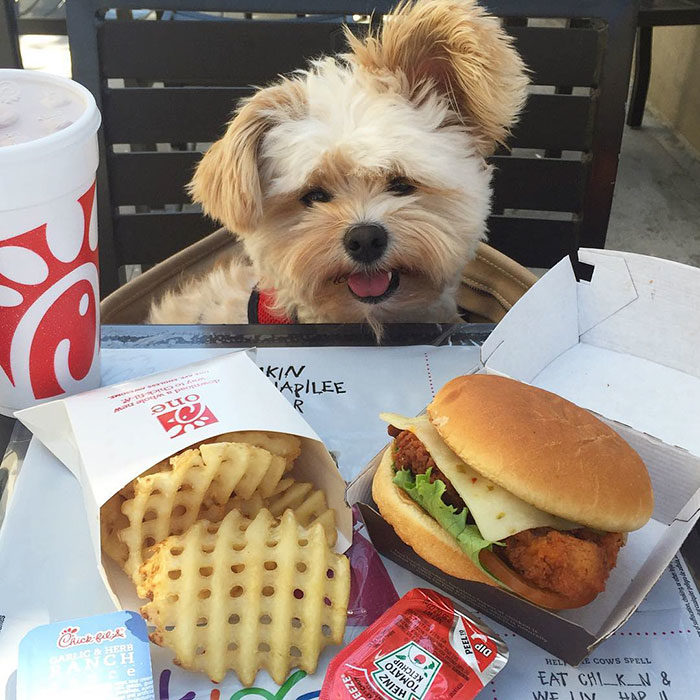 Perro rescatado comiendo hamburguesa con queso