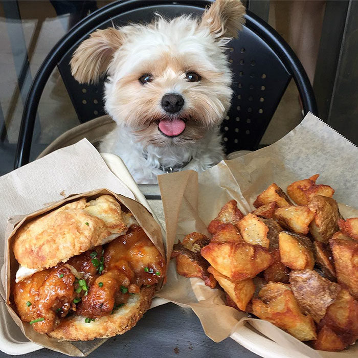 Perro rescatado comiendo papas