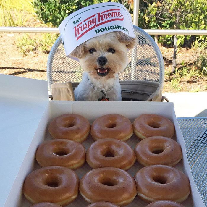 Perro rescatado comiendo donas