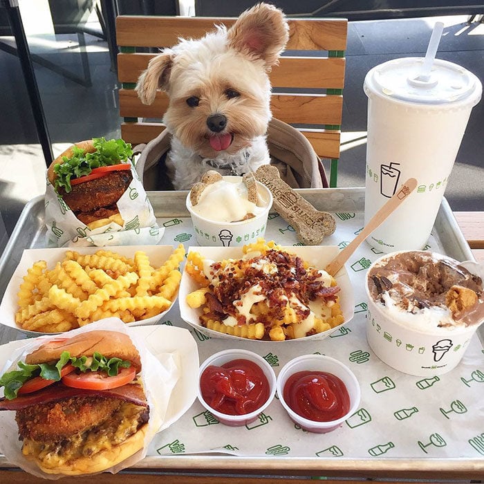 Perro rescatado comiendo hamburguesa