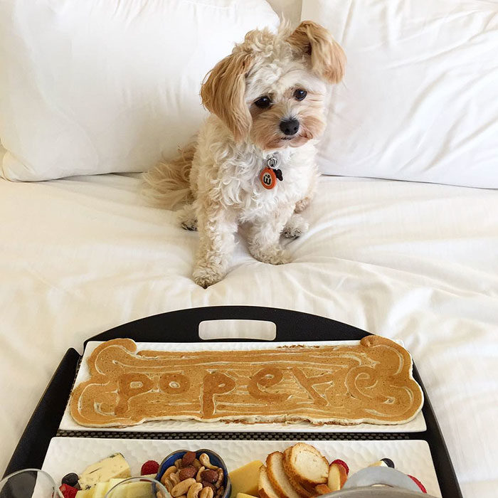 Perro rescatado comiendo en la cama