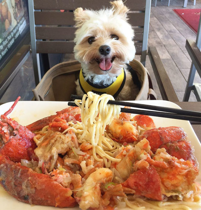 Perro rescatado comiendo espagueti