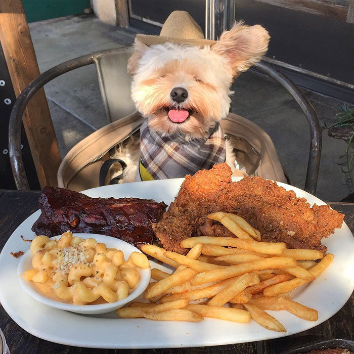 Perro rescatado comiendo costillas