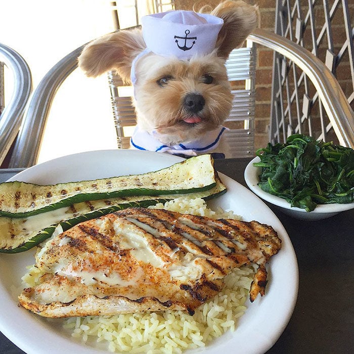 Perro rescatado comiendo pescado