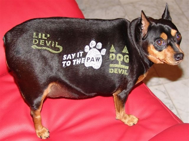 Productos perros - tatuajes para perros