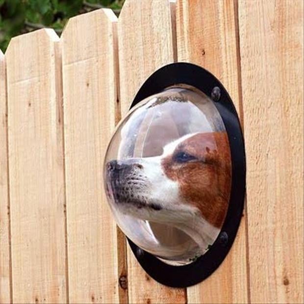Productos perros - hoyo en la cerca perro
