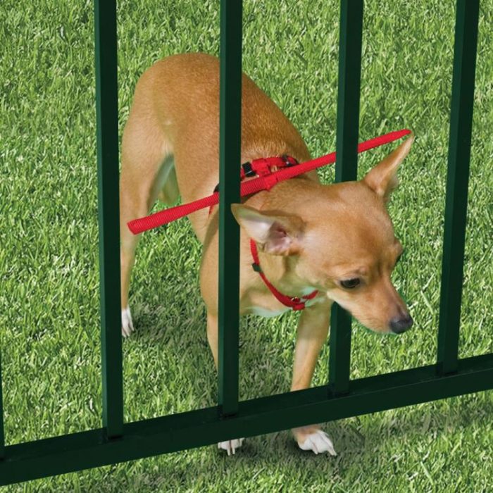 Productos perros - collar para evitar que el perro se salga