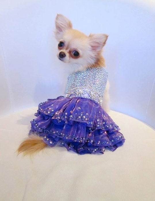 vestido para perro