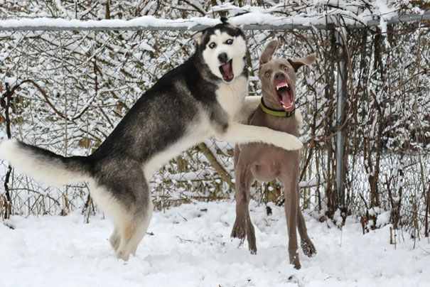 perros jugando