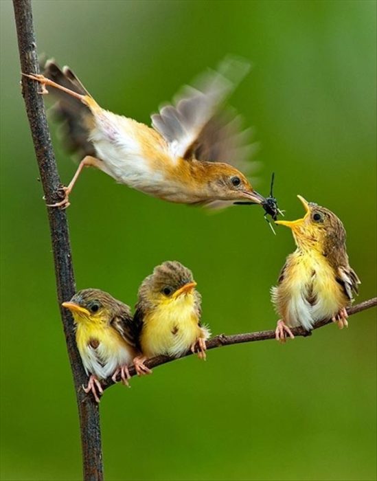 pajaritos comiendo