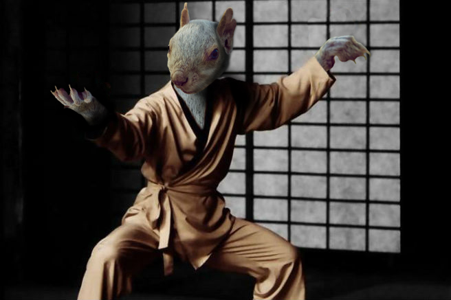 ardilla kung fu