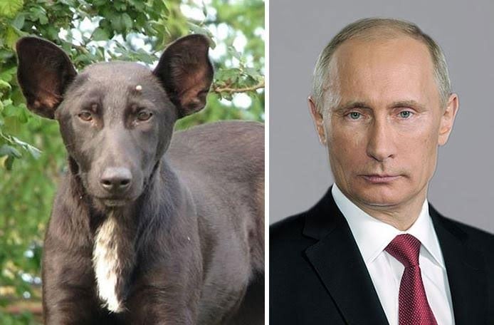 putin y perro