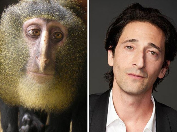 mono adrien brody