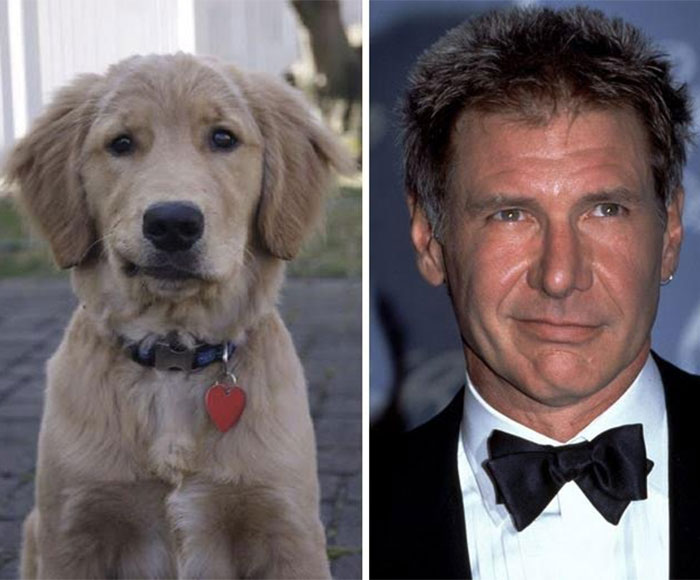 perro han solo