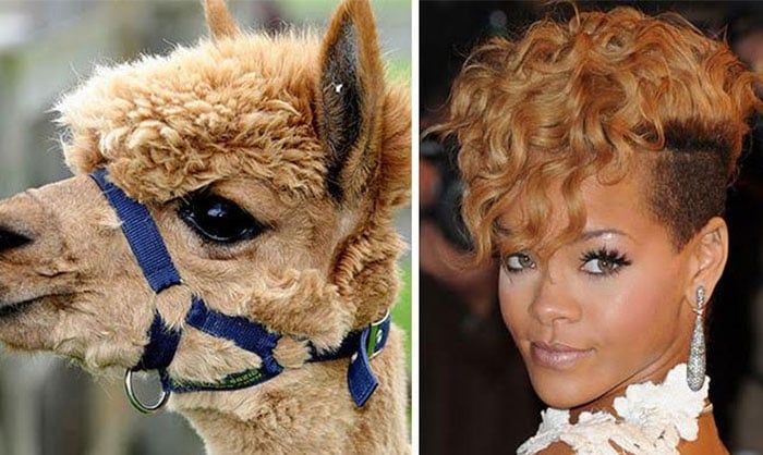 rihanna alpaca