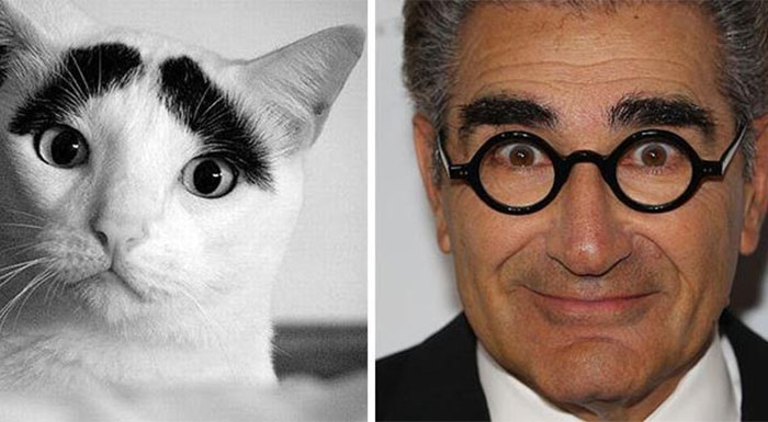 Eugene Levy.