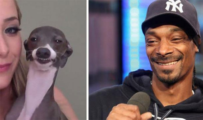 perro snoop