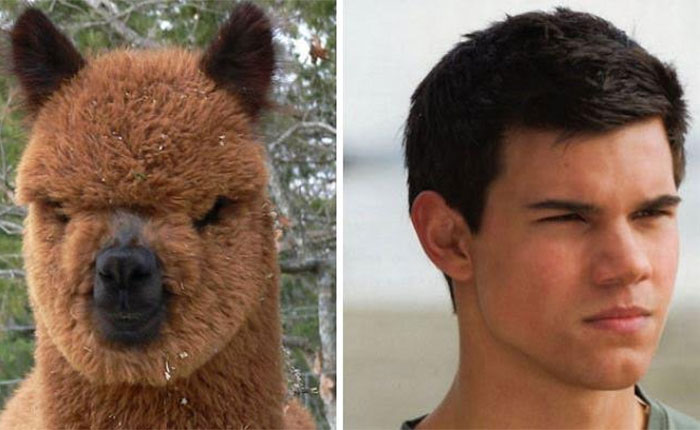 taylor lautner