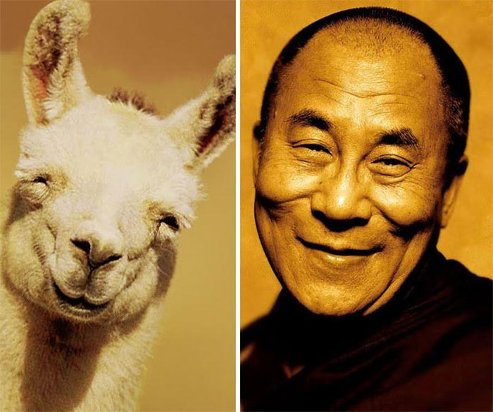 lama