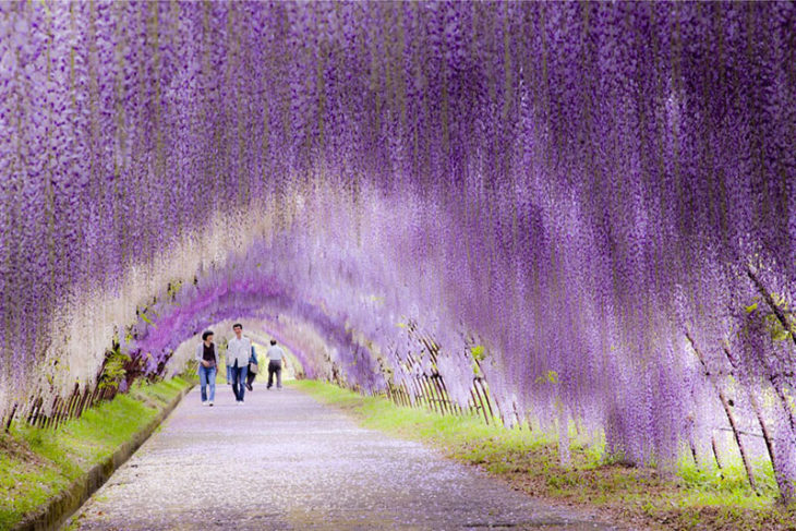 tunel de flores