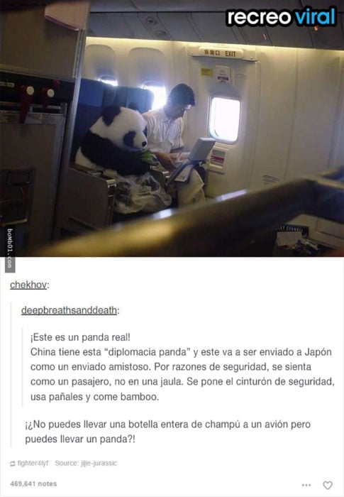 panda viajando en un avión