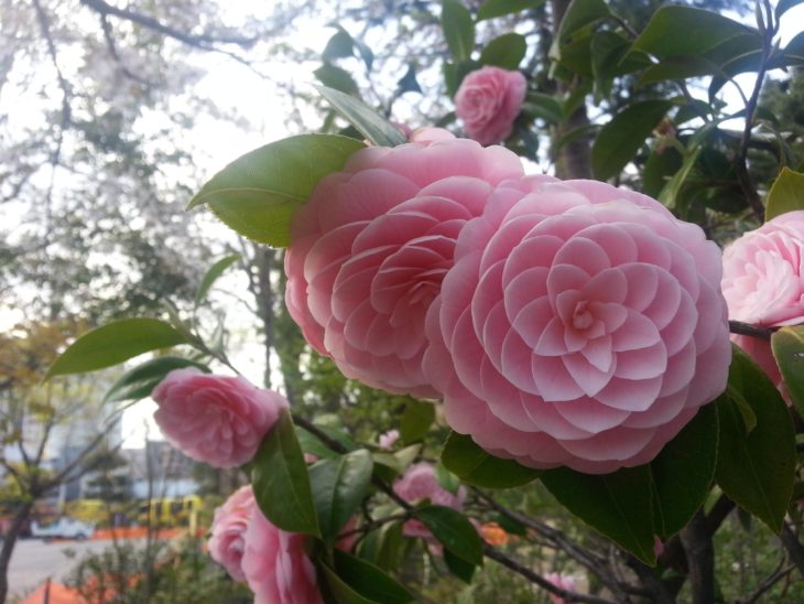 camelia japónica rosa