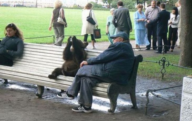 oso tomando en una banca en un parque 