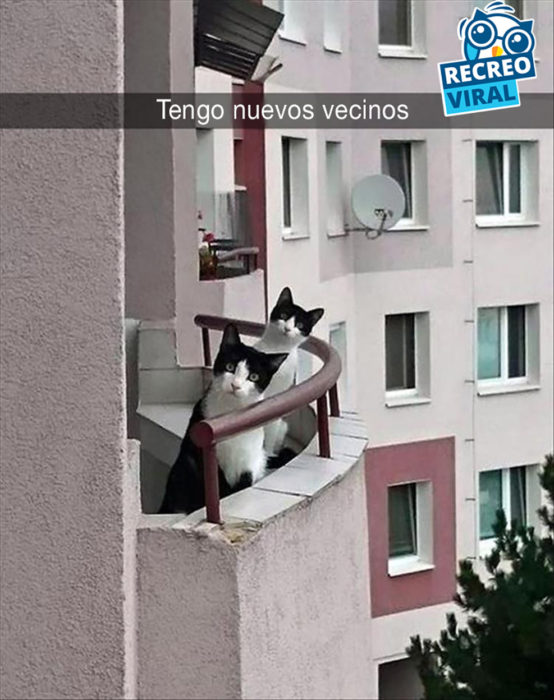 snapchat gatos en un balcón 