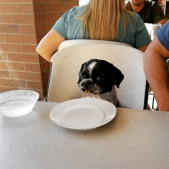 perro con dientes de humano