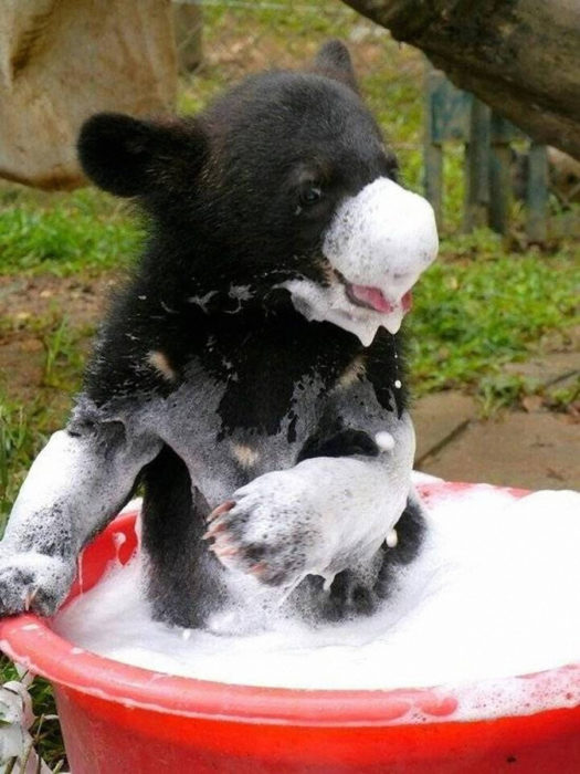 bebé de oso lleno de espuma