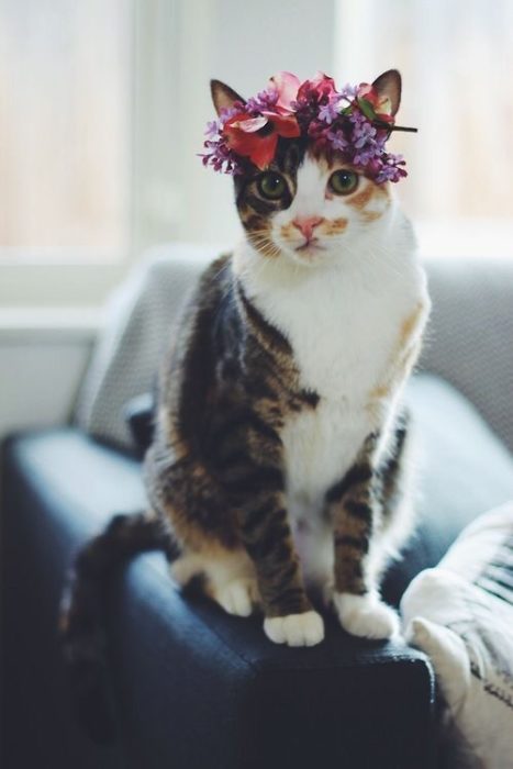 gato con corona de flores