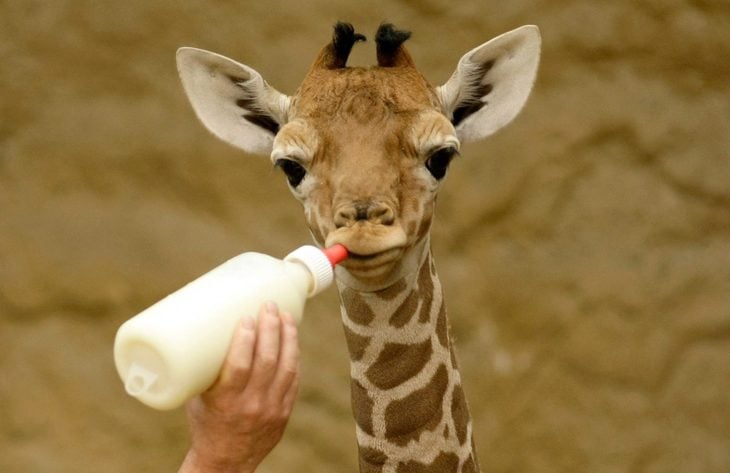 bebé jirafa 