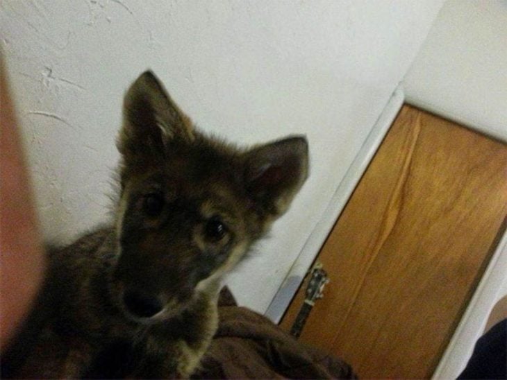 Perro lobo cachorro con las orejas paradas