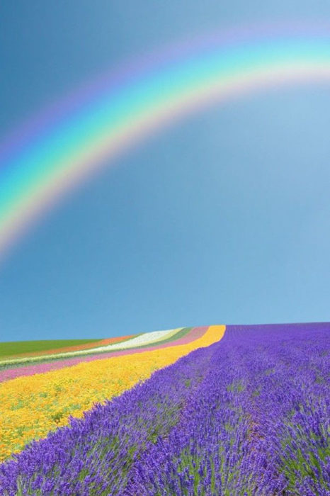 arcoíris sobre campo de flores