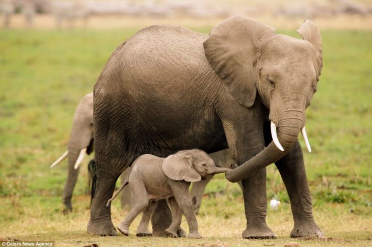 mamá elefante y su cría 