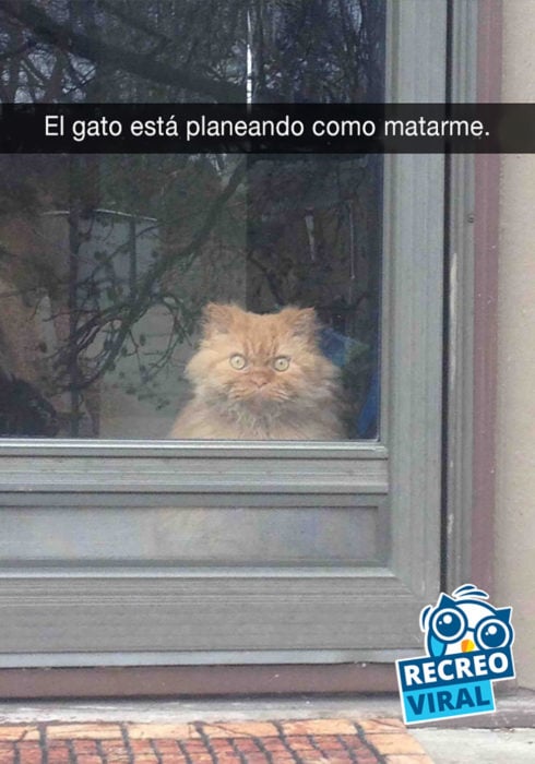 gato mirando detrás de una puerta con vidrio