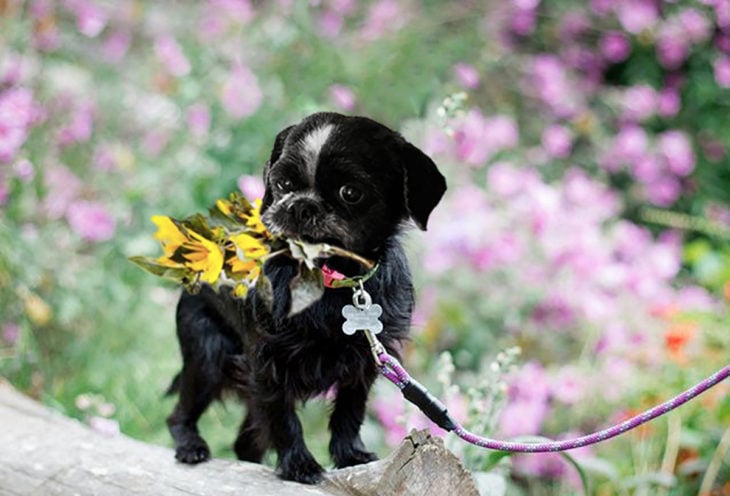 photoshop perro en un campo de flores