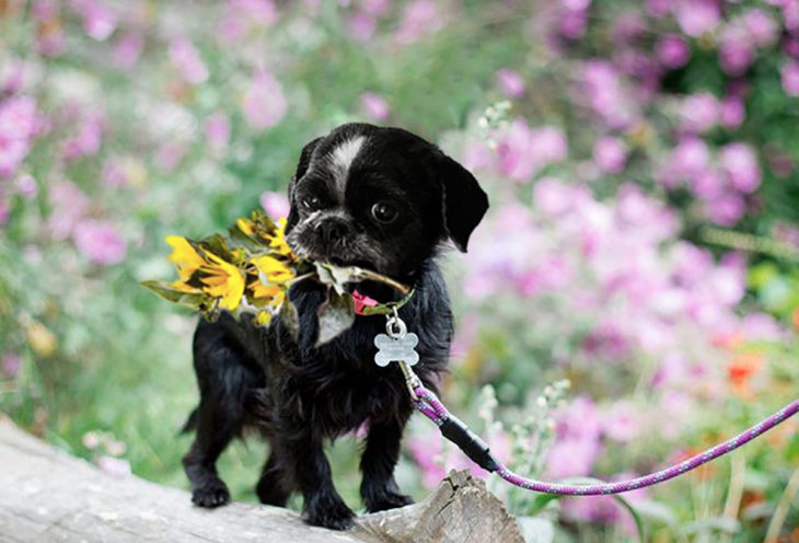 photoshop perro en un campo de flores