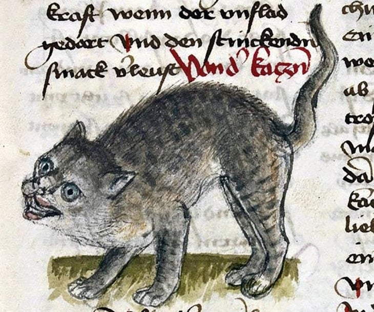 gato gris medieval 