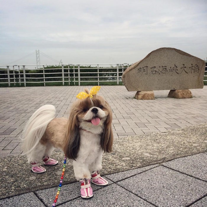 perrita con moño y zapatos