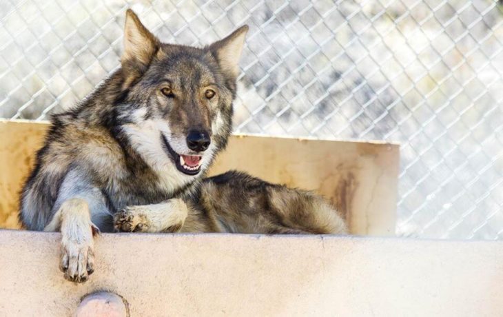 Perro lobo hermoso