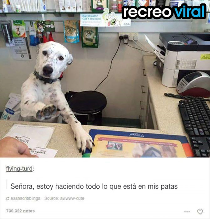 perro dálmata en un escritorio