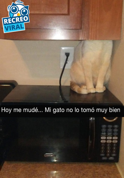 gato con su cabeza dentro de un gabinete