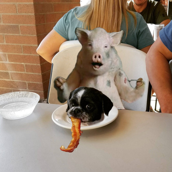 photoshop cabeza perro comiendo tocino y un cerdo